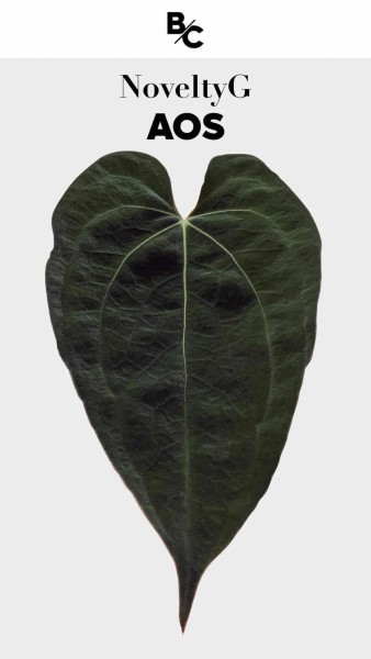 Anthurium G Novelty AOS 1 - NEW!!!