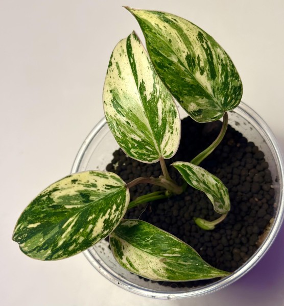 Philodendron Emerald Ice variegata - NEW!!