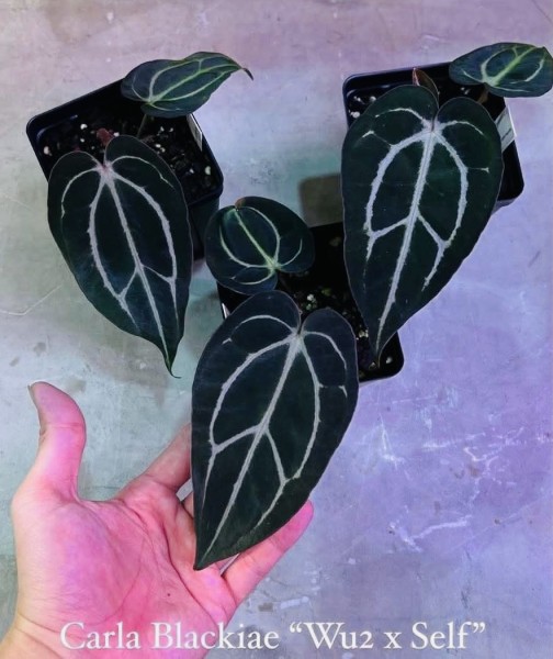 Anthurium Carlablackie Wuhoo 2 X SELF - NEW!!!