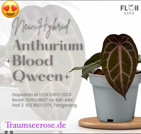 Anthurium Blood Qween - NEW!!
