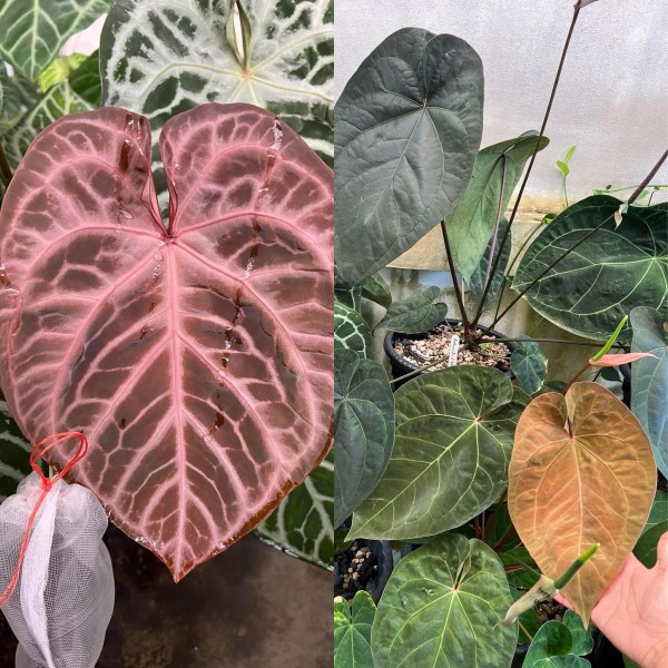 Anthurium SKG Pink Lemonade X AOS MINT - NEW!!!