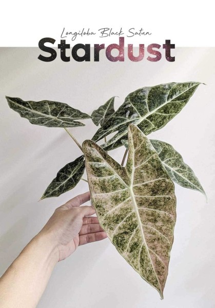 Alocasia Longiloba Black Satun Stardust - NEW!!!