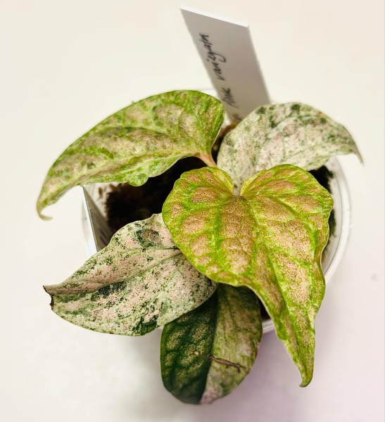 Piper sp. Pink variegata - NEW!!!