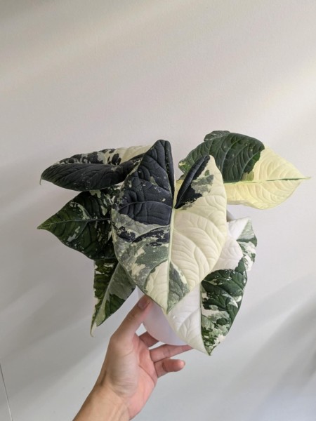 Alocasia Maharani albo variegata - NEW!!!