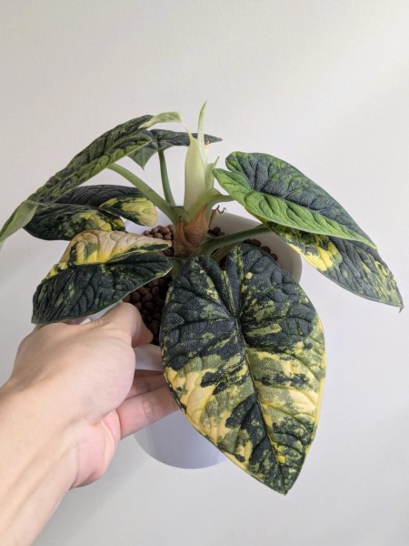 Alocasia Melo aurea variegata - NEW!!!