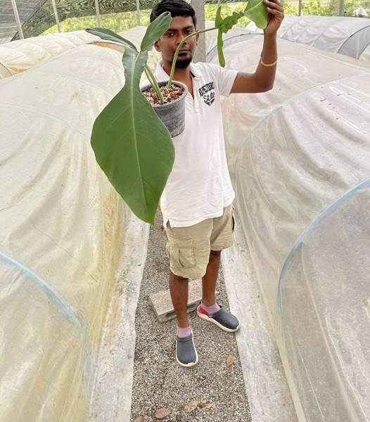 Philodendron Joepii - JP2