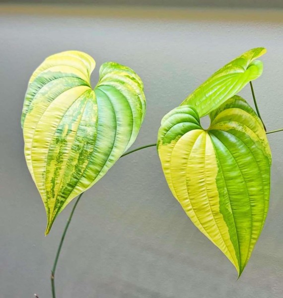 Dioscorea sp. variegata Kalimantan - NEW!!!