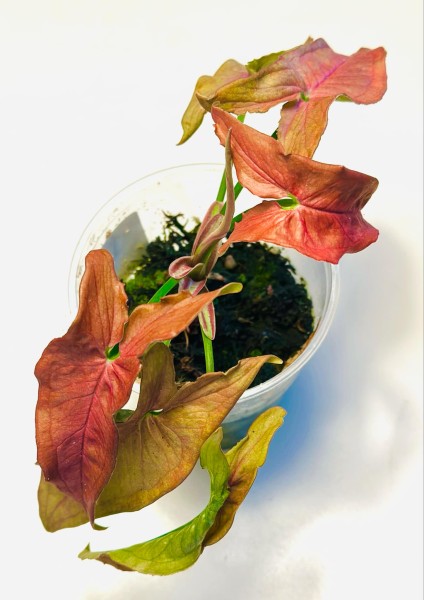 Syngonium Red Slender - NEW!!!