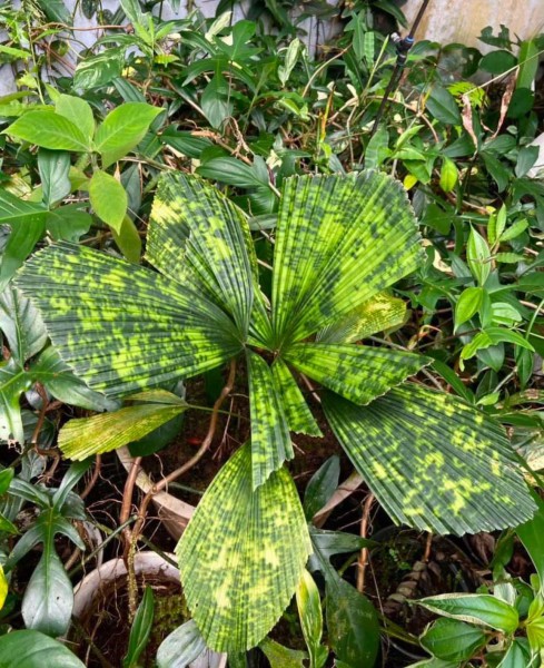 Licuala mattanensis var. paucisecta - NEW!!!