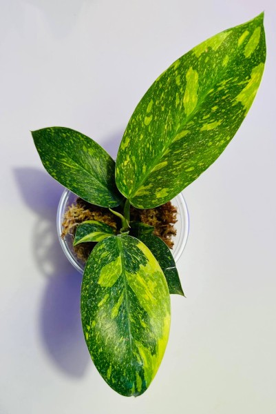 Philodendron Green congo marble variegata - NEW!!!