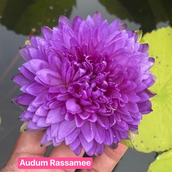 Audum Ratsame - Dark in color- NEW!!!