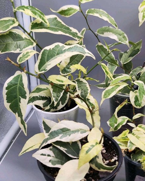 Ficus sagittata albo variegata