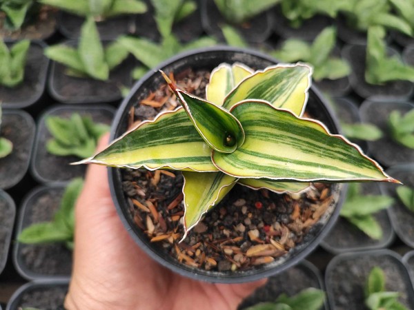 Robusta variegata - NEW!!!