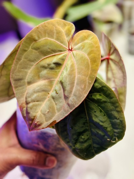 Anthurium Hoffmanii Red Sinus- NEW!!