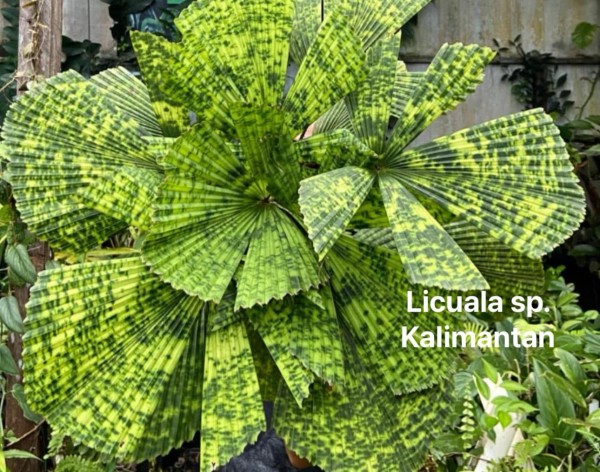 Licuala sp. Kalimantan - NEW!!!