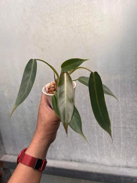 Philodendron Spiritus sancti - OFFER!!