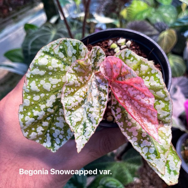 Begonia snowcapped variegata - NEW!!!