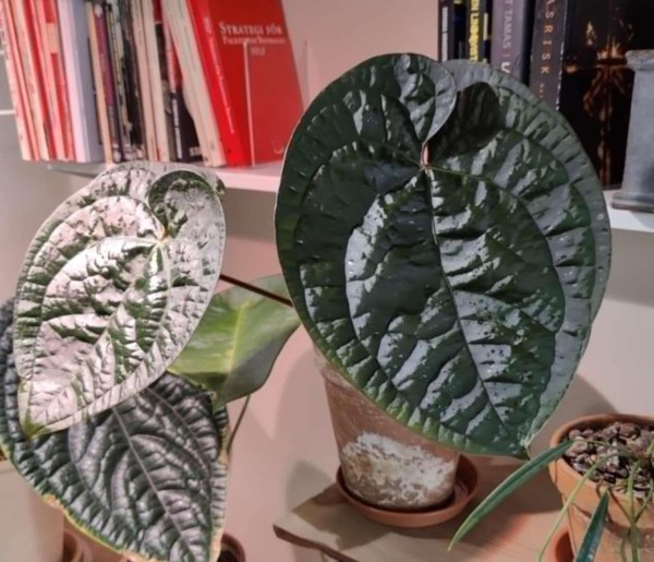 Anthurium AOS Dark X Luxurians 1 - NEW!!!