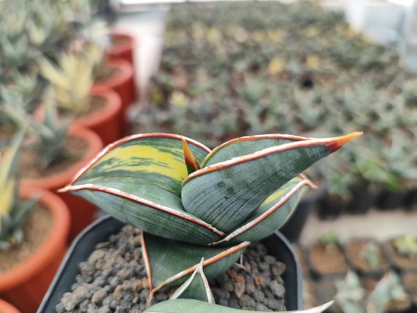 Rorida variegata 1- NEW!!!