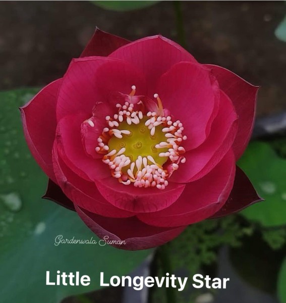 Little Longevity Star - NEW!!!