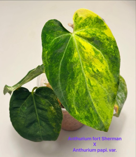 Anthurium Fort Sherman X Papillilaminum var.- NEW!!!