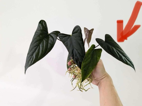 Anthurium Curandero Form Jay Vannini - NEW!!!