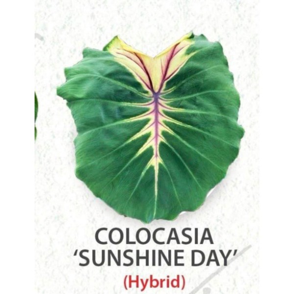 Colocasia Sunshine Day - NEW!!