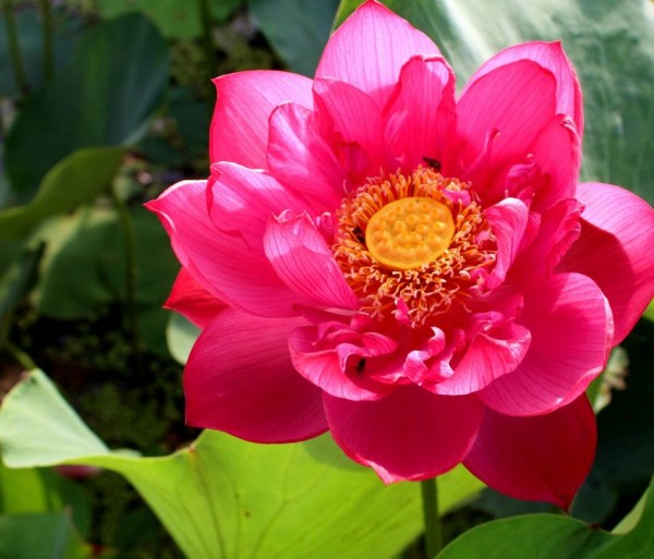 Red Hibiscus