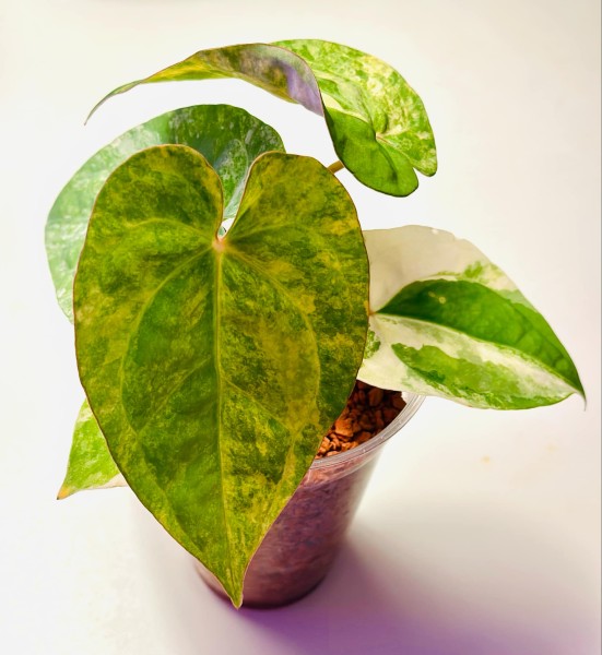 Anthurium Papi var. X AOS Dark - NEW!!!