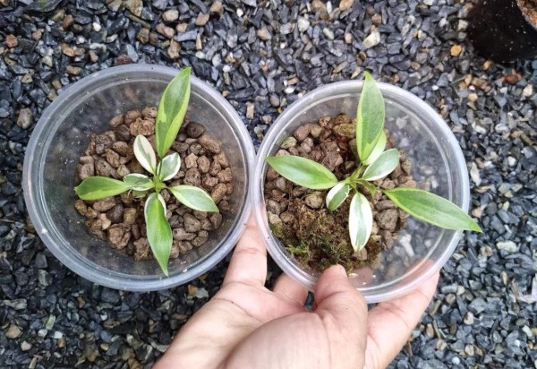 Philodendron Atabopoense albo variegata - NEW!!