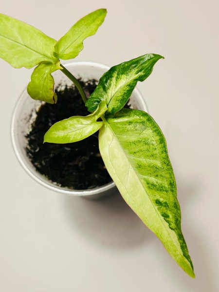 Syngonium angustatum Lemon Tricolor - NEW!!!