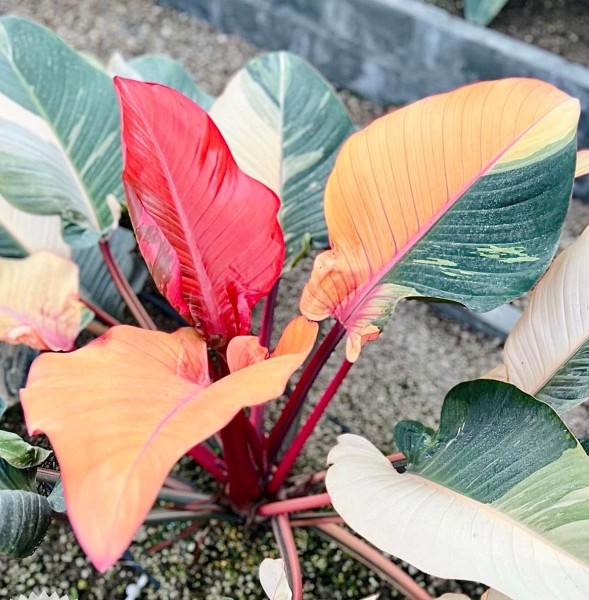 Philodendron Red Congo variegata 1 - TC - NEW!!!
