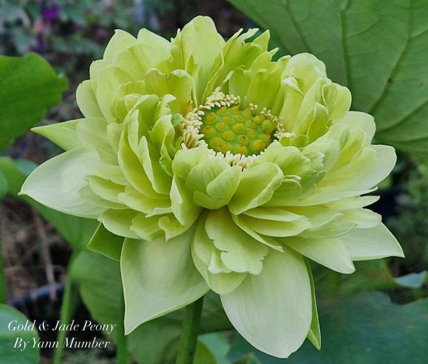 Gold and Jade Peony