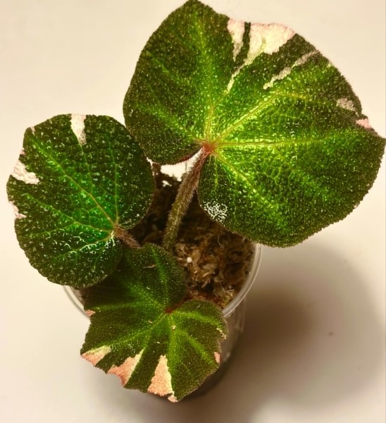 Begonia soli-mutata variegata - NEW!!!