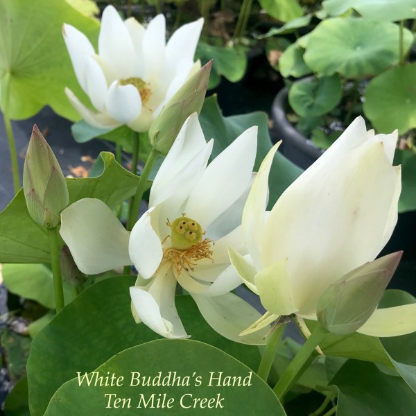 White Buddhas Hand