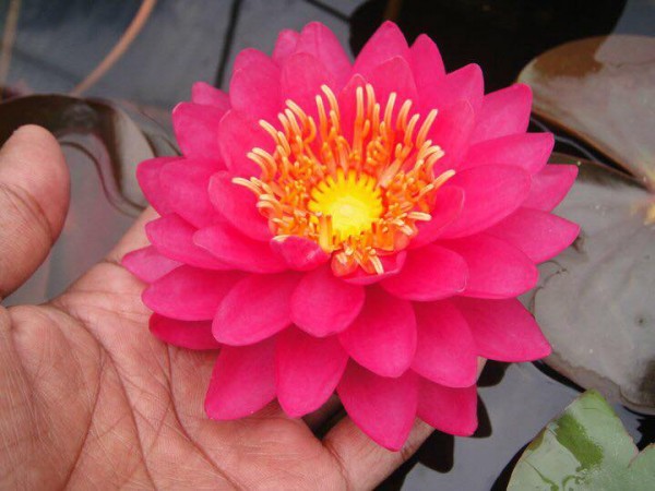 Nymphaea Letchumy
