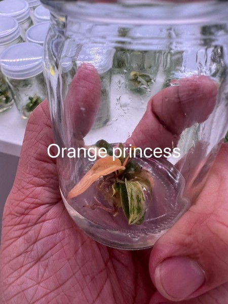 Philodendron Orange Princess - NEW!!!