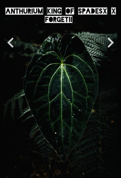 Anthurium King Of Spades X Forgetii - Seedling - NEW!!