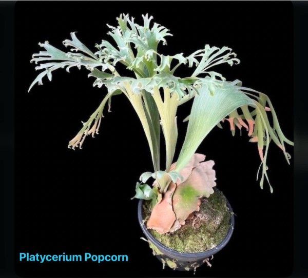 Platycerium Popcorn - NEW!!!