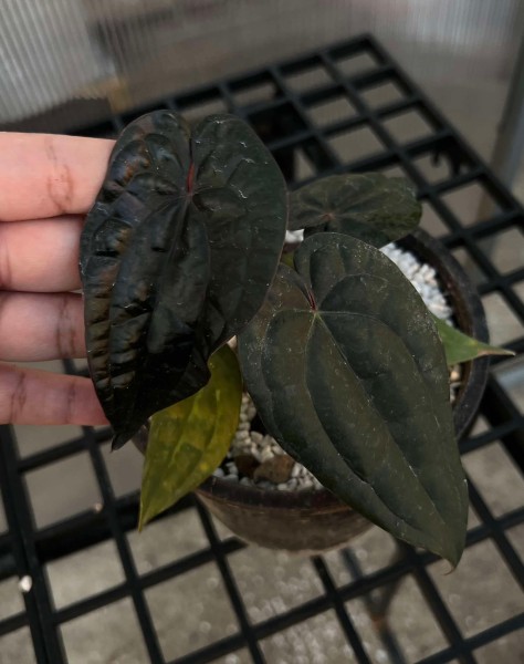 Anthurium Dark Phoenix X Luxurians 1 - Cutting - NEW!!!