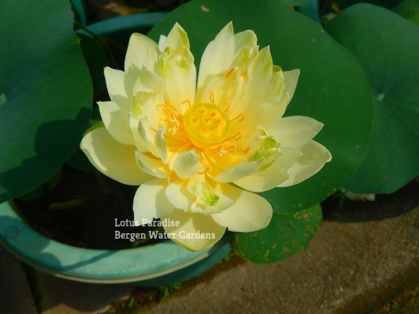 Little Green Lotus
