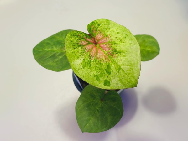 Caladium Peach Juice 1 - NEW!!!