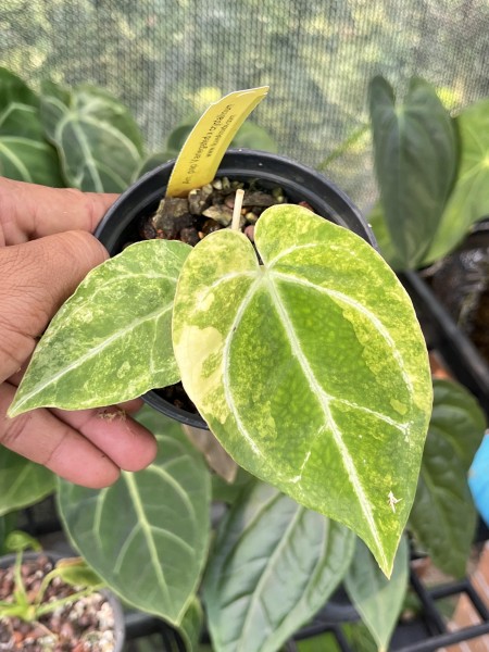 Anthurium Papilillaminum var. X Crystalline - NEW!!!