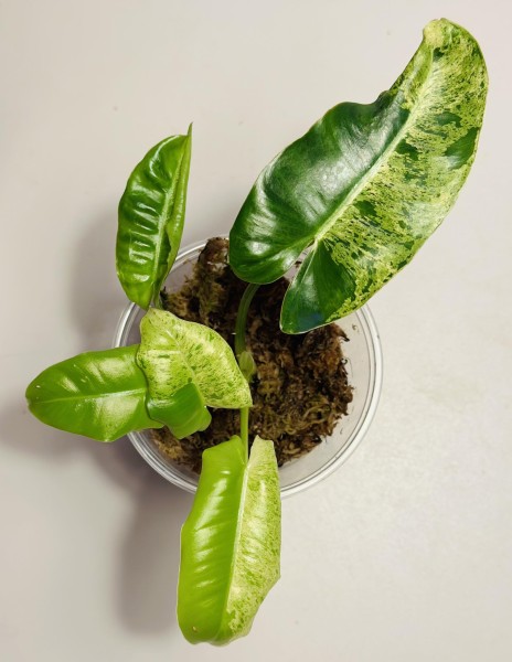 Philodendron Burle max mint 1 - NEW!!!