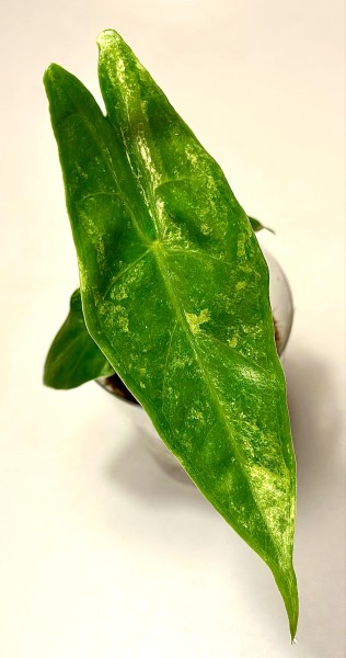 Alocasia longiloba albo variegata - NEW!!