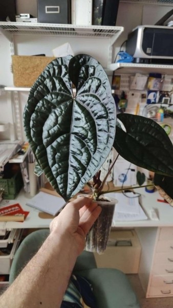 Anthurium AOS Dark X Luxurians 2 - NEW!!!