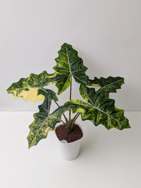 Alocasia Psydo. Sanderiana Aurea - variegata - New!!