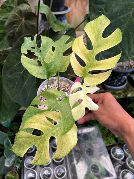 Rhaphidophora tetrasperma Ginny White Monster - 2 - NEW!!!