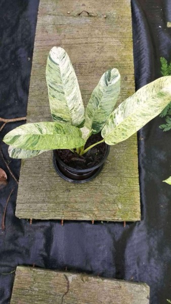 Epipremnum giganteum White Tiger 1 - NEW!!!