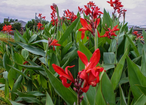 Canna 'Endeavor' - Red